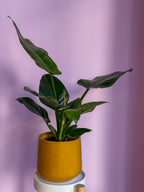 Philodendron Imperial Green