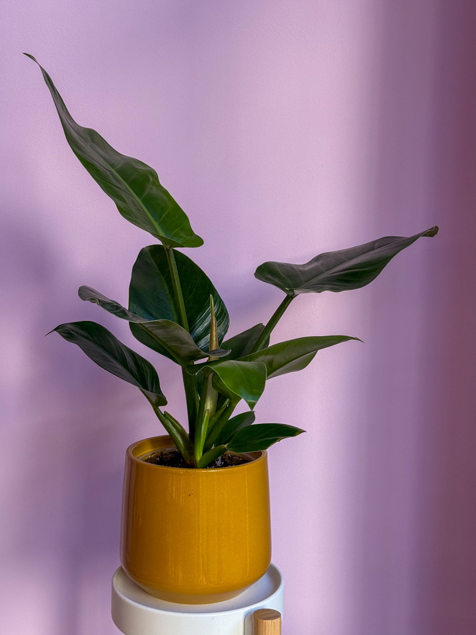 Philodendron Imperial Green