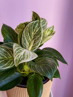 Philodendron Birkin