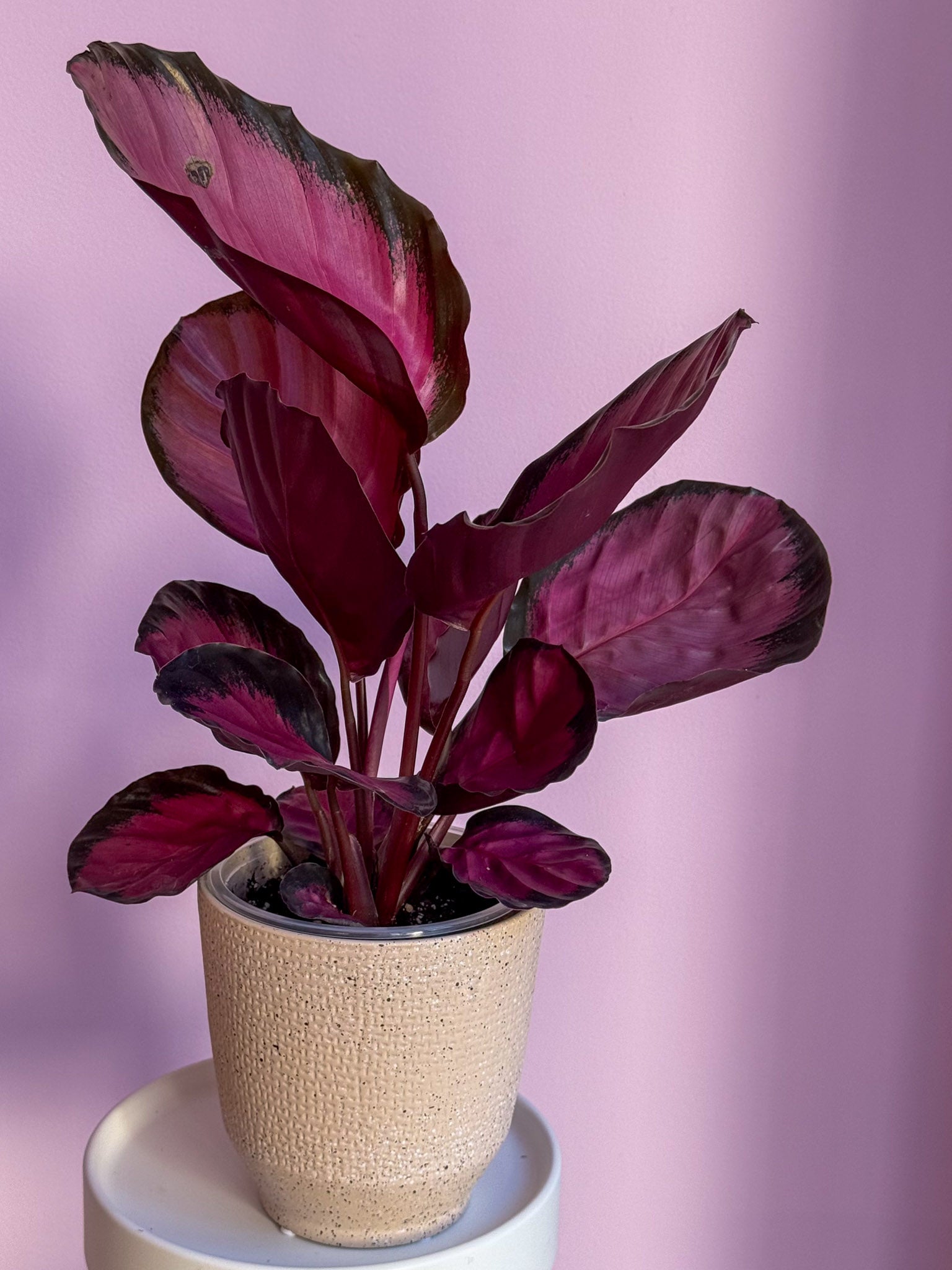 Calathea Medallion