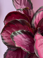 Calathea Medallion
