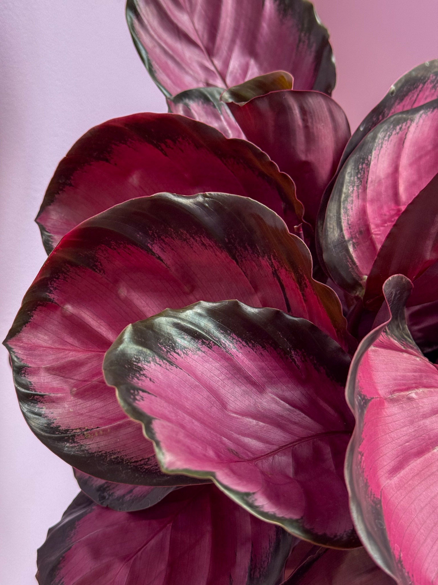 Calathea Medallion