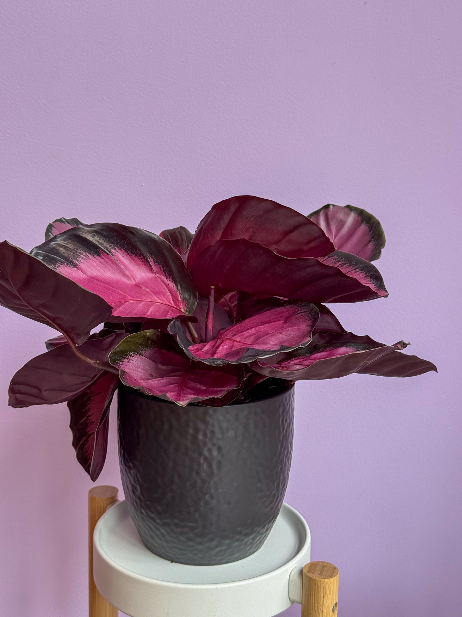 Calathea Medallion