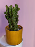 Opuntia Monacantha