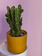 Opuntia Monacantha