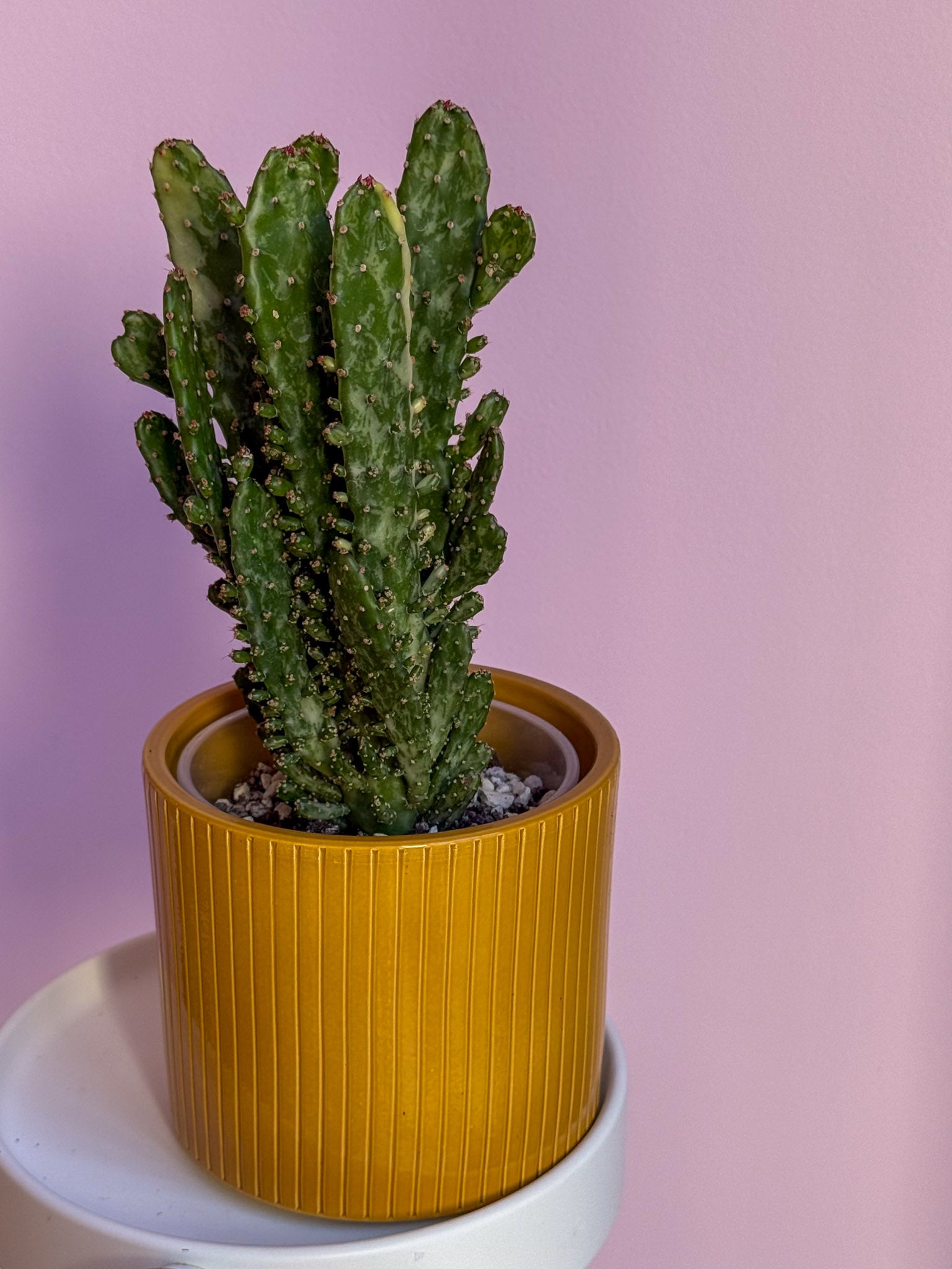 Opuntia Monacantha