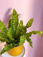 Asplenium Crispy Wave
