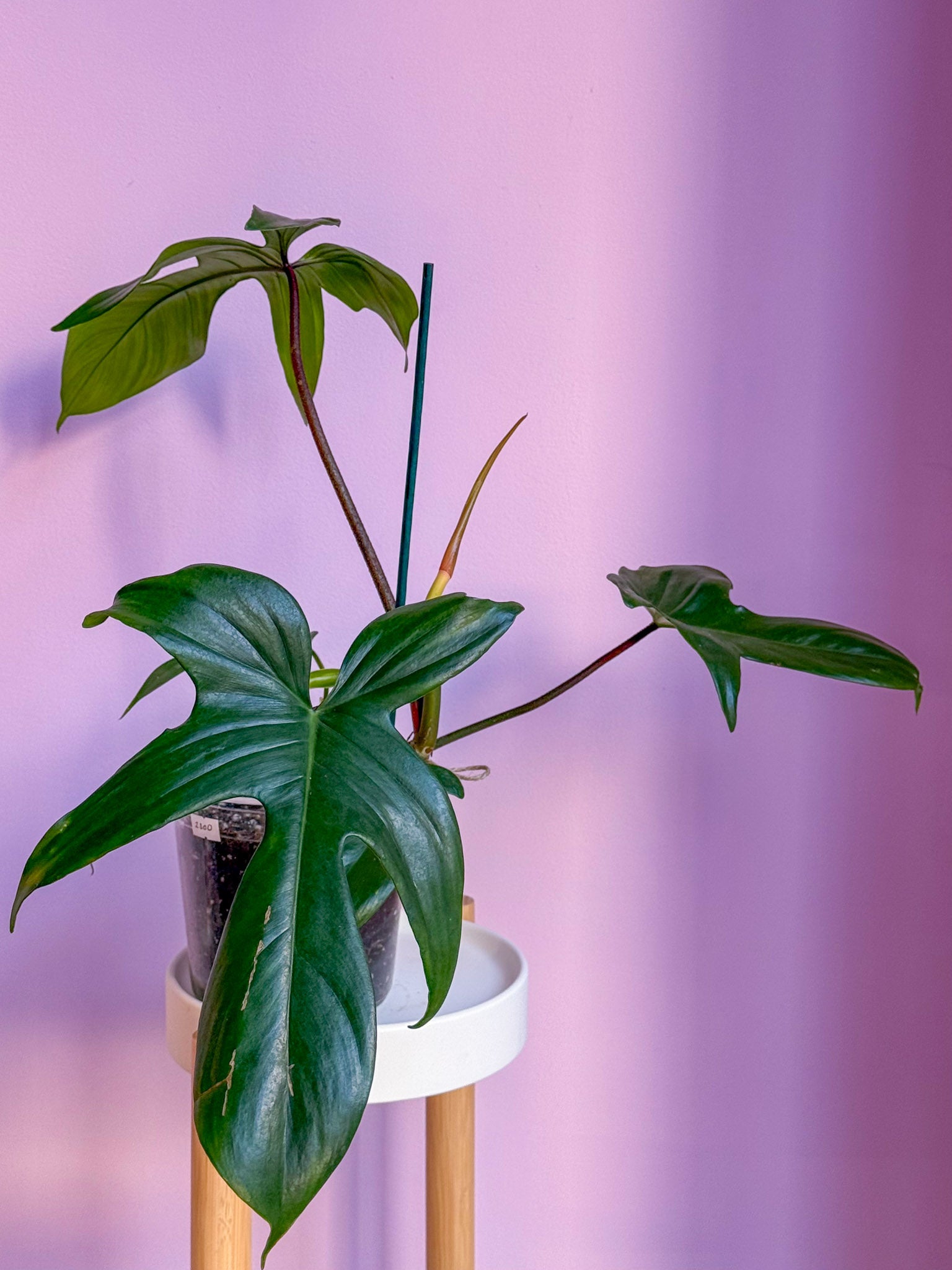 Philodendron Florida Green