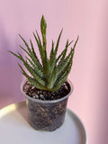 Aloe Humilis