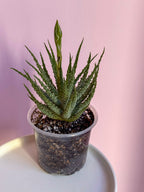 Aloe Humilis