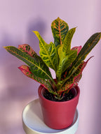 Codaeum (Croton)