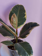 Ficus Elastica Tineke
