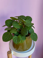 Peperomia caperata