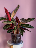 Stromanthe Triostar