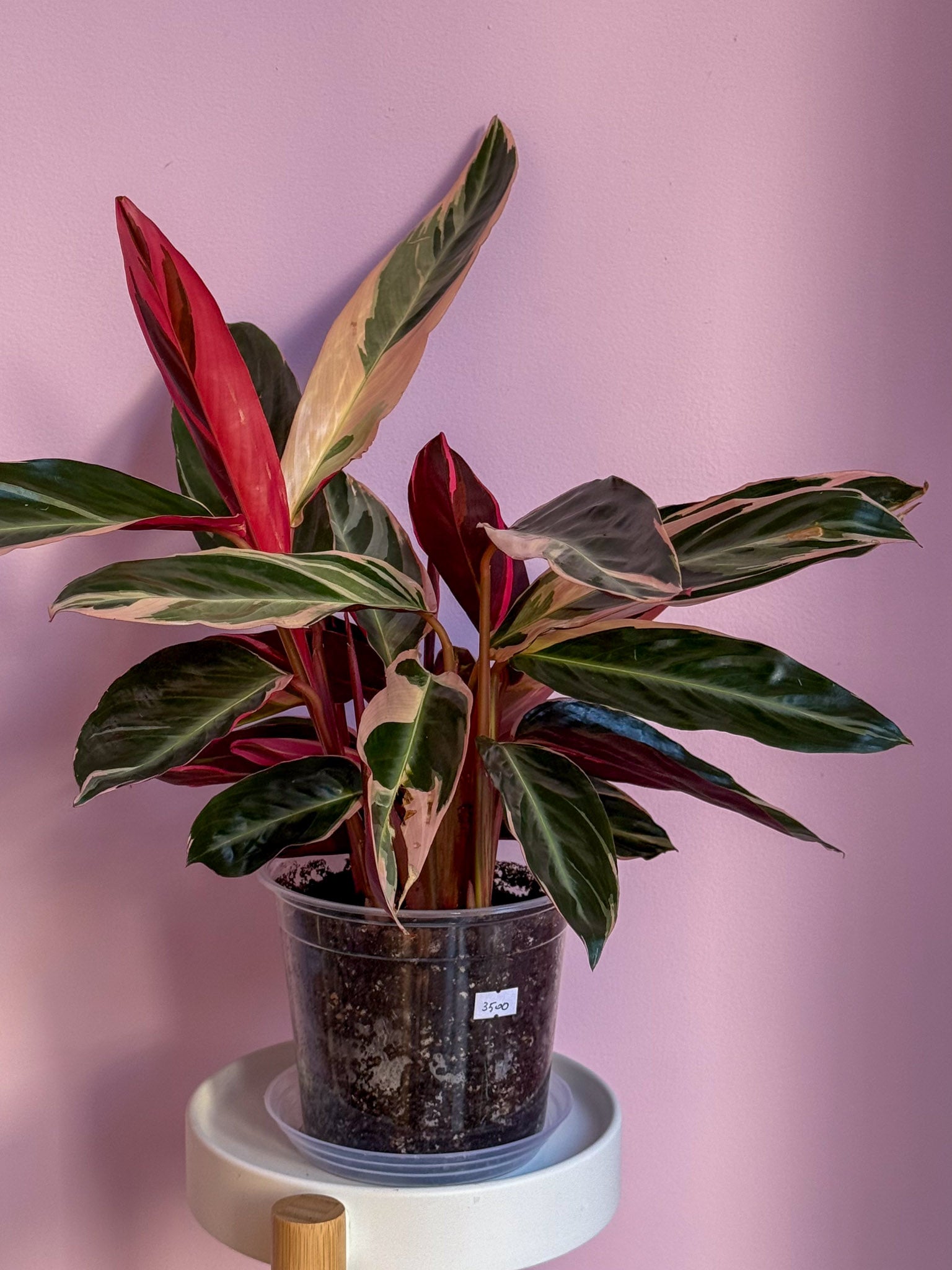 Stromanthe Triostar