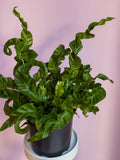 Asplenium Hurricane