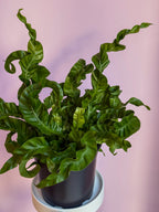 Asplenium Hurricane