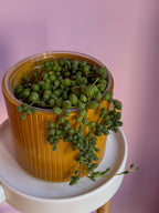 Senecio Rowleyanus