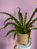 Asplenium Antiquum