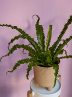 Asplenium Antiquum