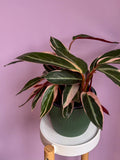 Stromanthe Triostar