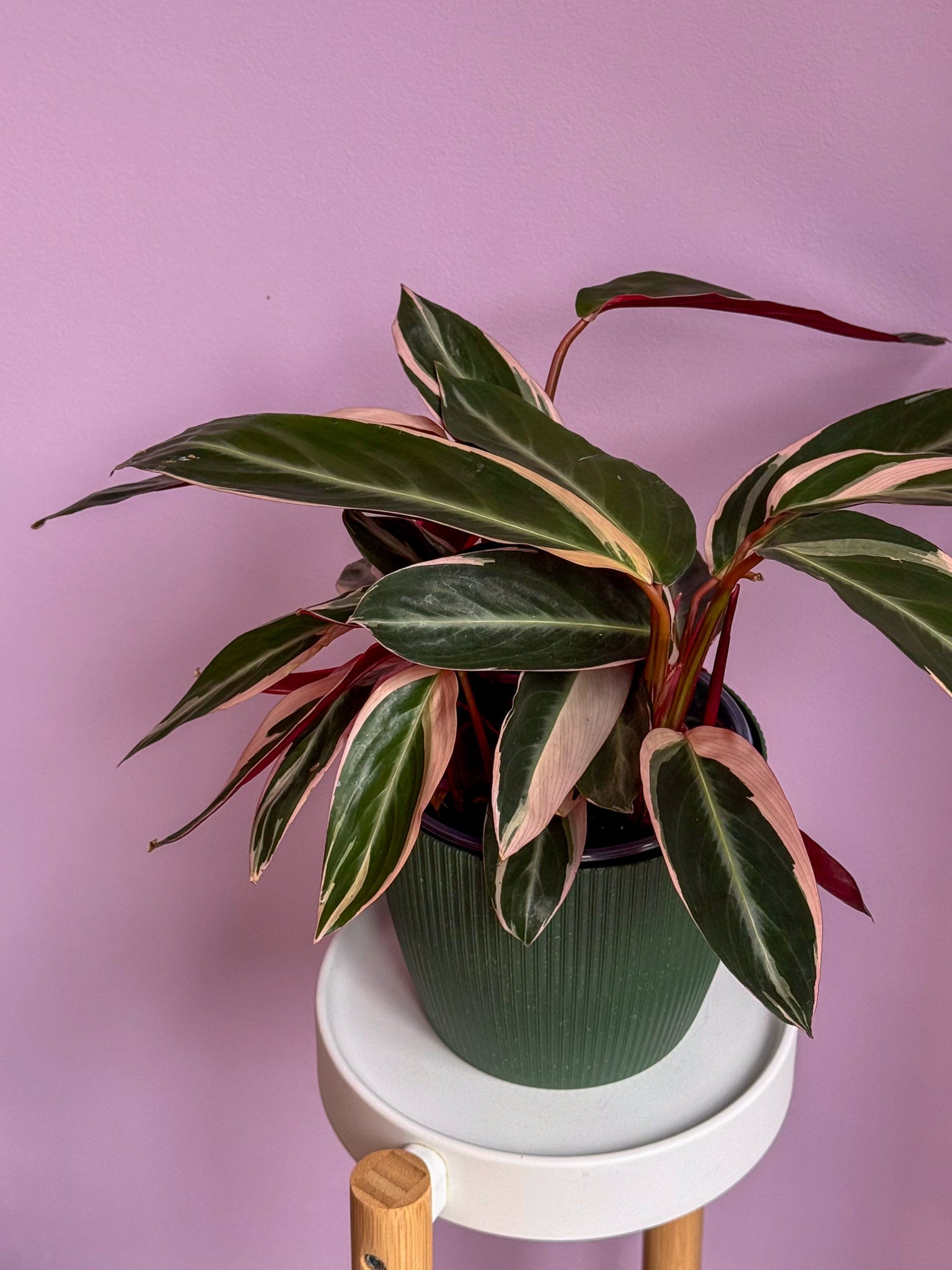 Stromanthe Triostar