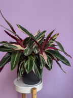 Stromanthe Triostar