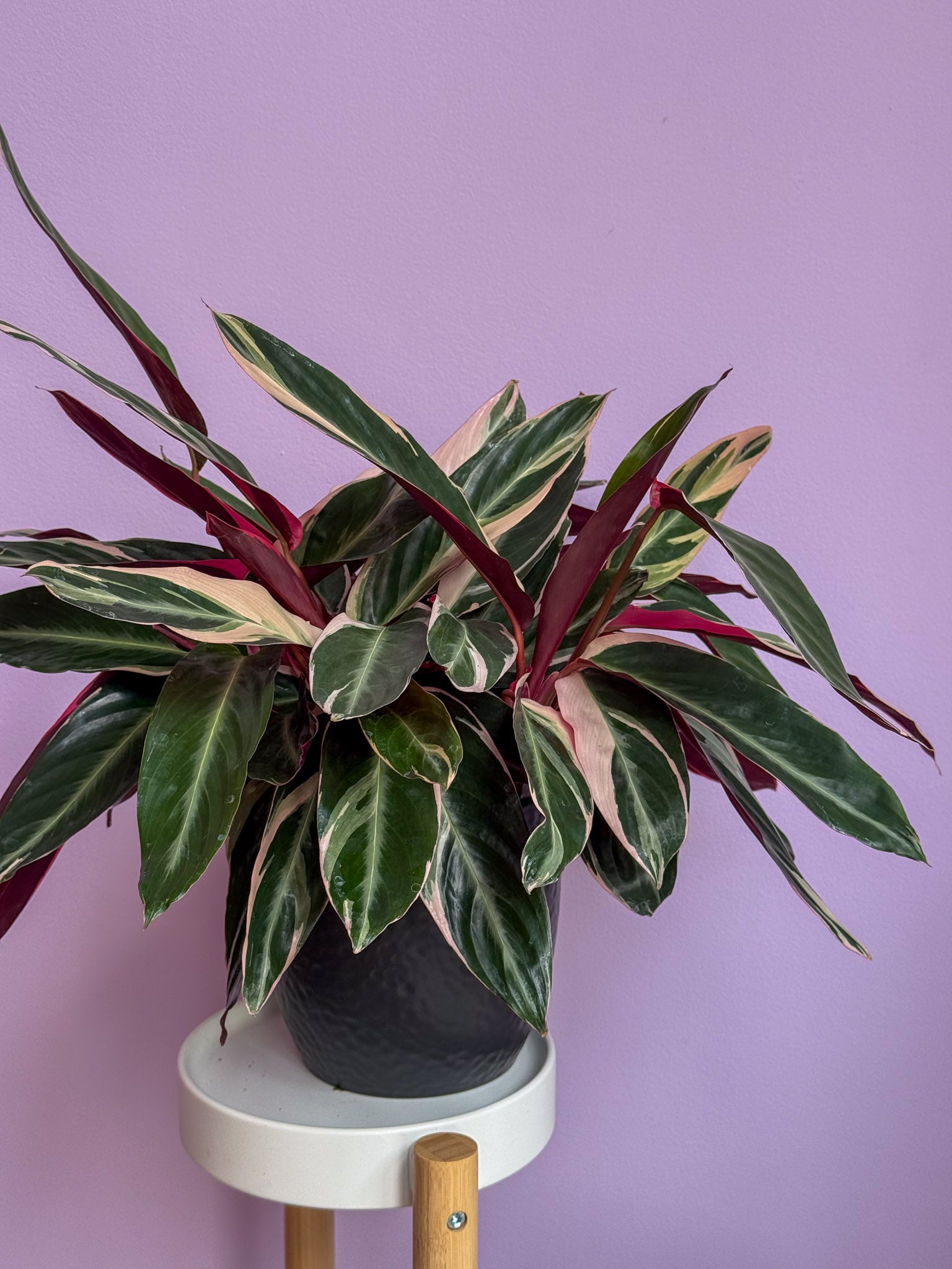 Stromanthe Triostar