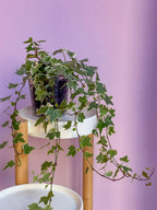 Hedera