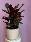 Calathea Ornata