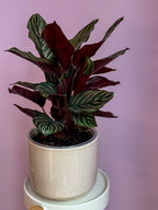 Calathea Ornata