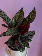 Calathea Ornata
