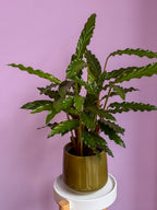 Calathea Rufibarba