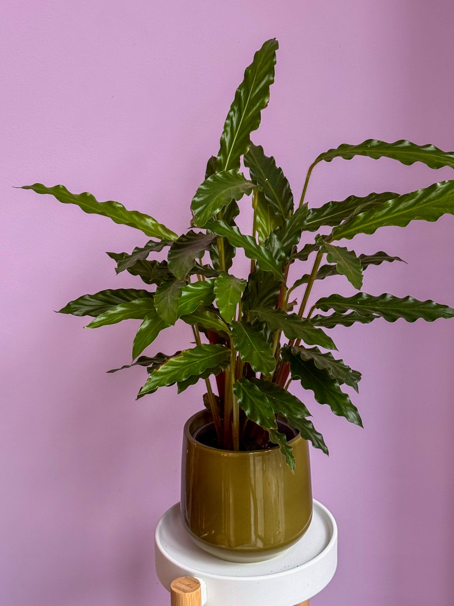 Calathea Rufibarba