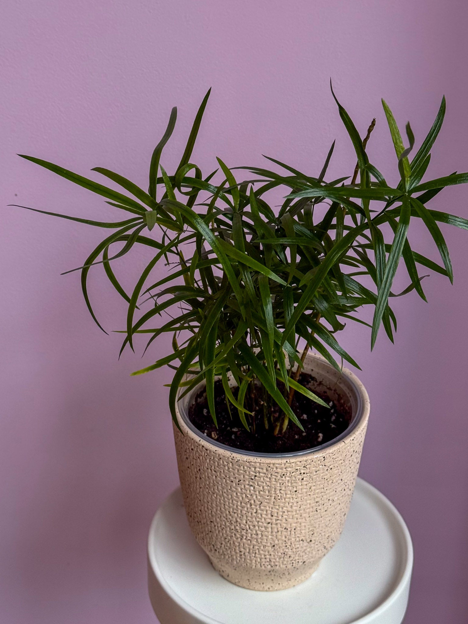 Asparagus Falcatus