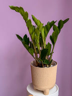 Zamioculcas Zamiifolia