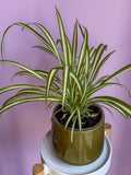 Chlorophytum
