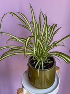 Chlorophytum
