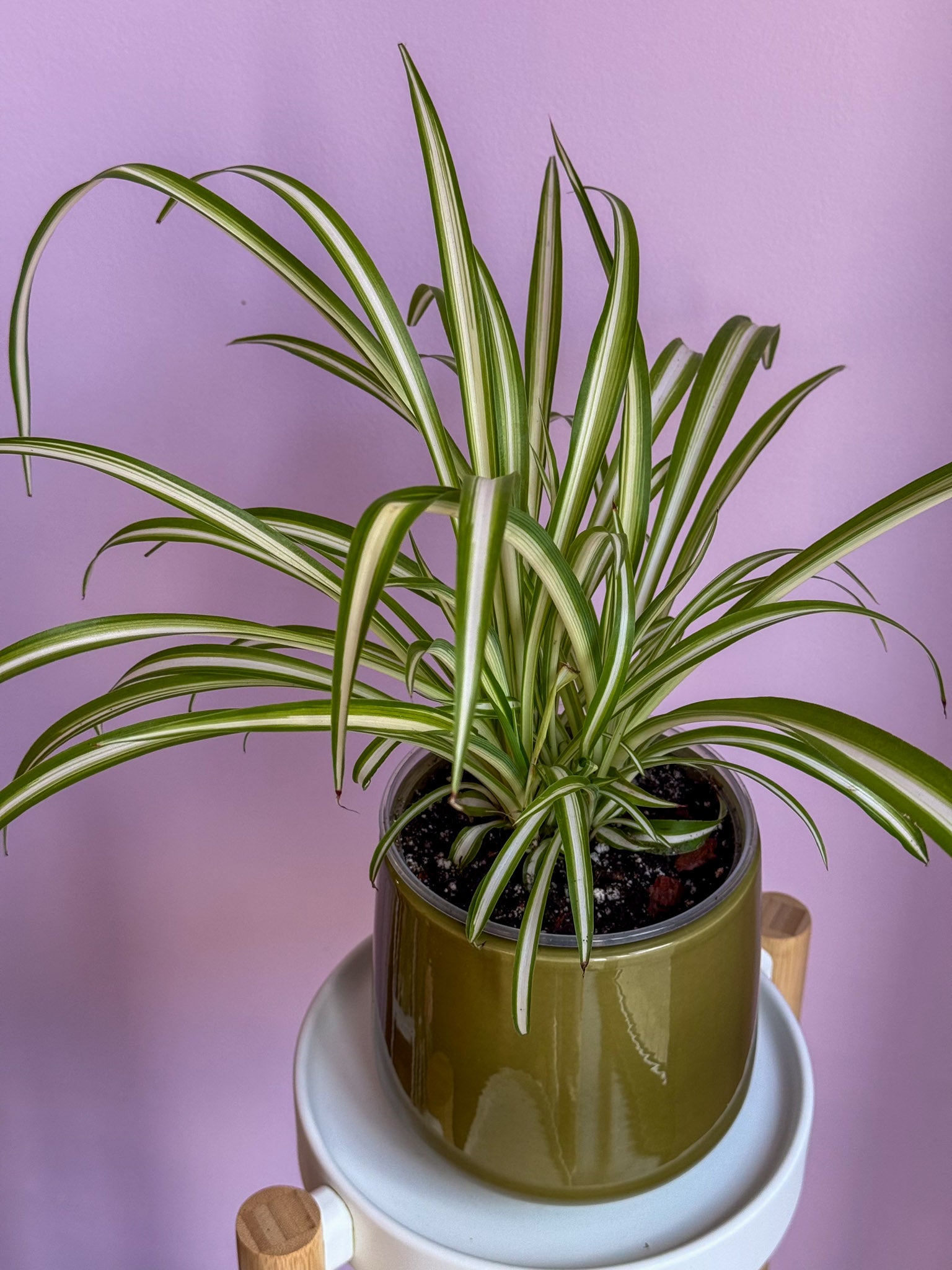 Chlorophytum