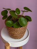 Pilea Peperomioides