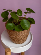 Pilea Peperomioides
