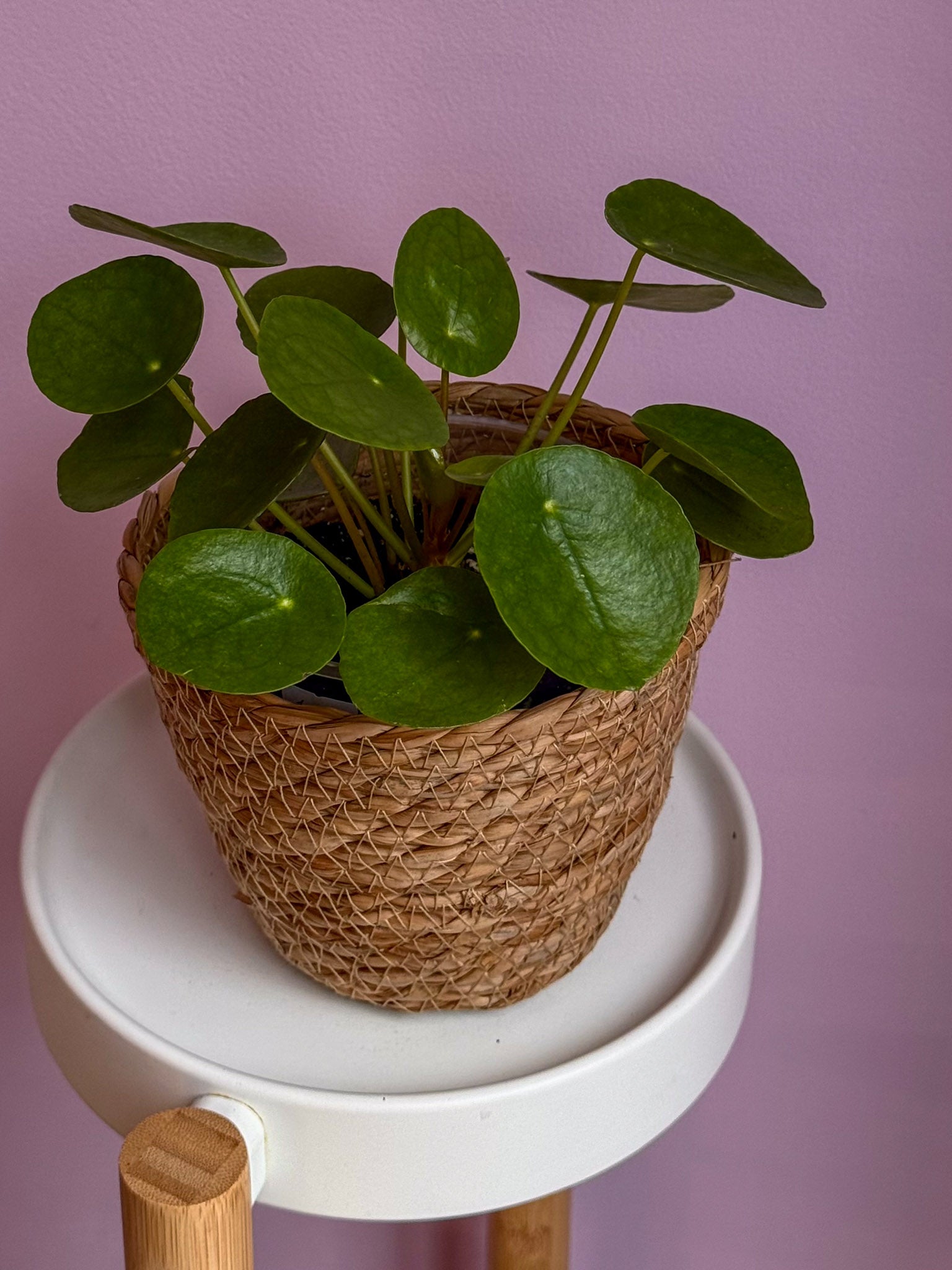 Pilea Peperomioides