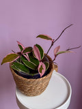 Hoya carnosa