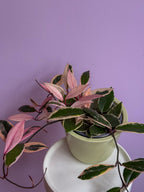 Hoya carnosa