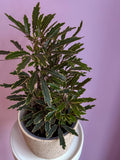 Dizygotheca Elegantissima