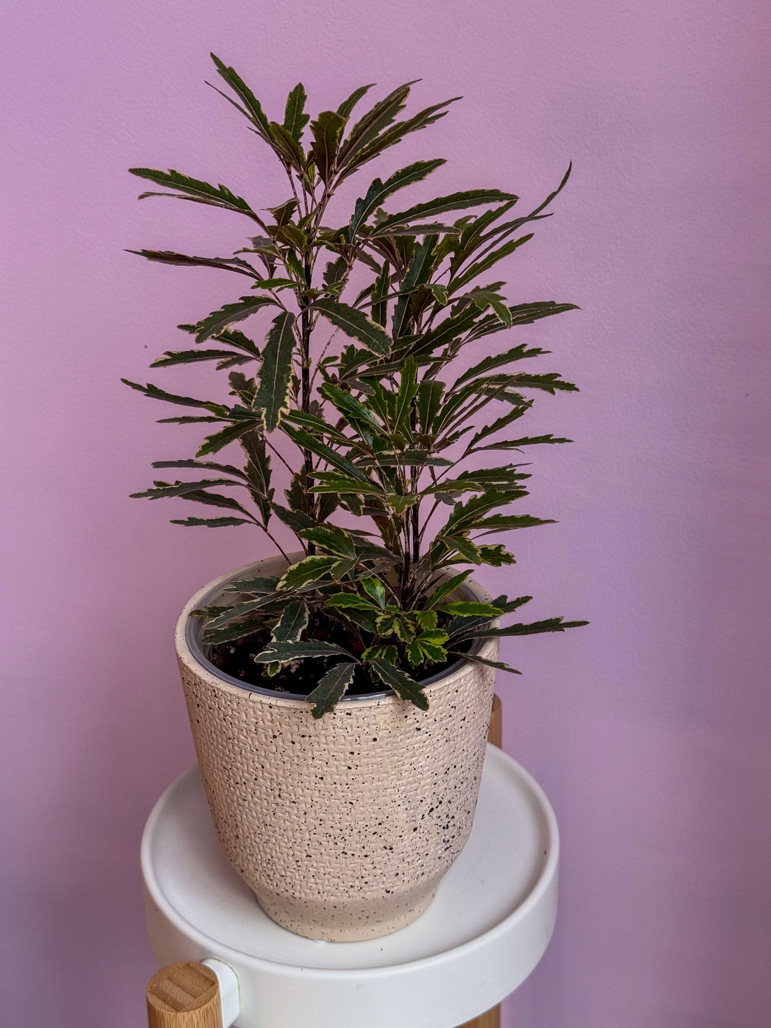 Dizygotheca Elegantissima