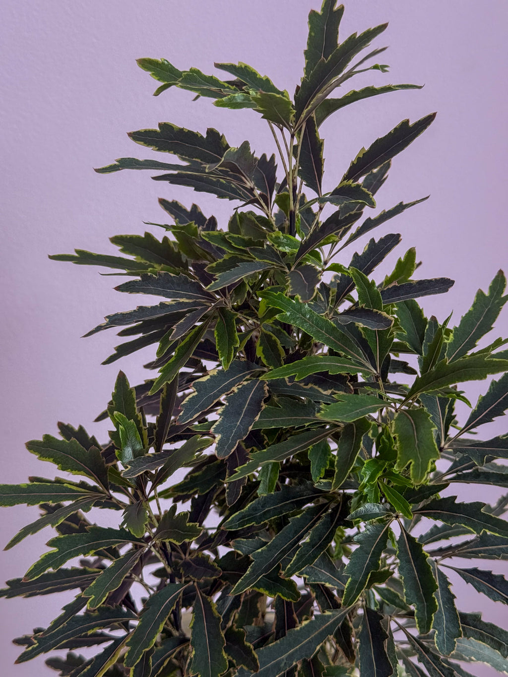 Dizygotheca Elegantissima