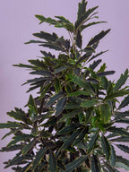 Dizygotheca Elegantissima