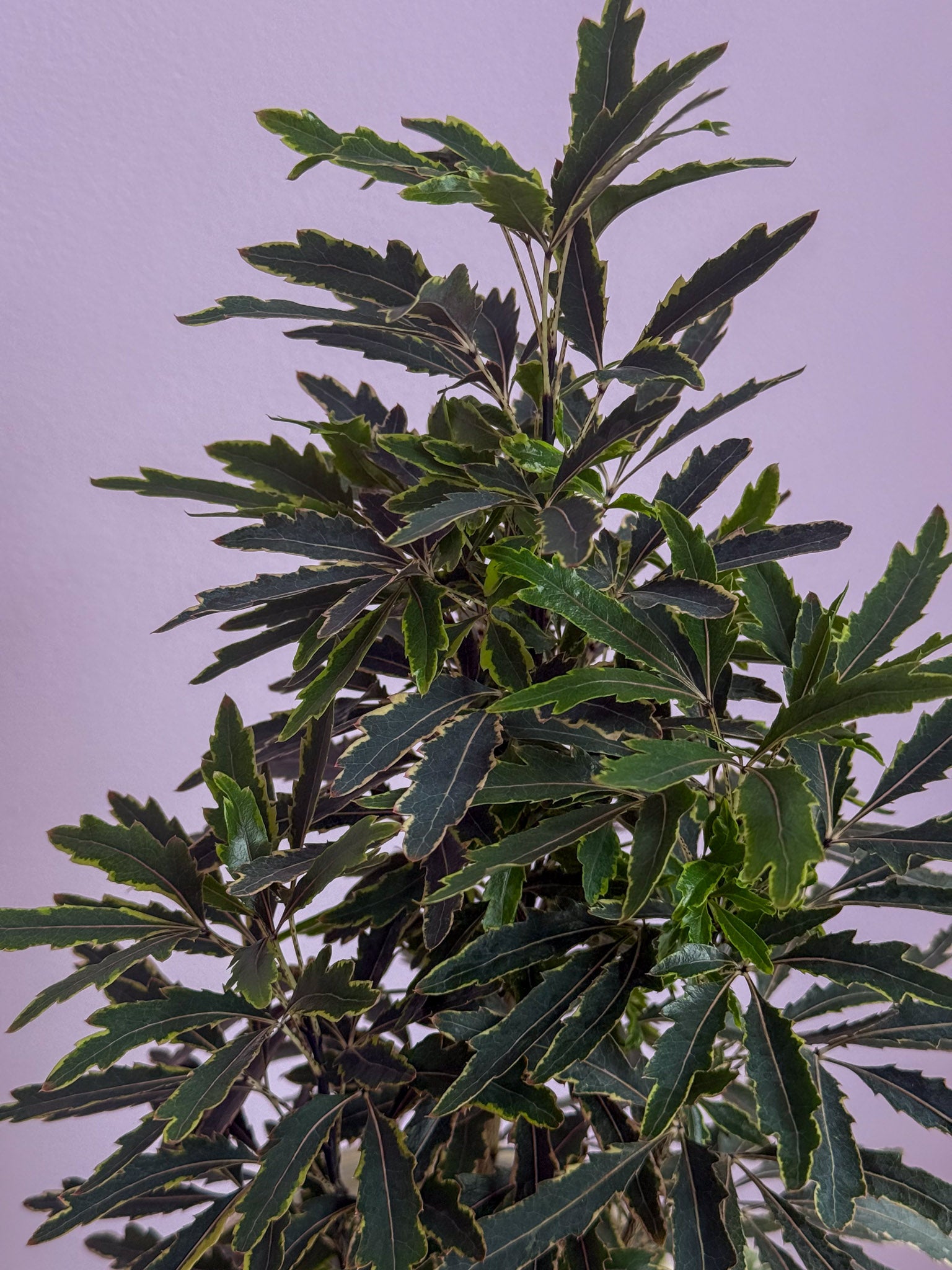 Dizygotheca Elegantissima