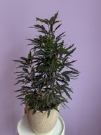 Dizygotheca Elegantissima